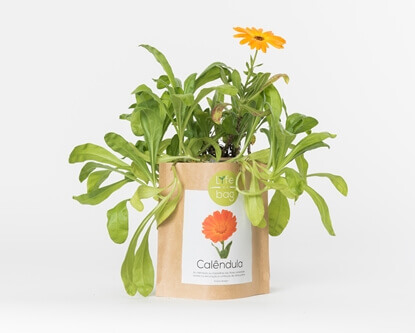 Grow your own calendula  in this bag