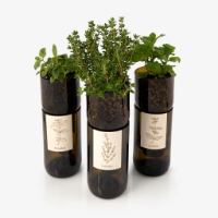 Grow thyme in this bottle