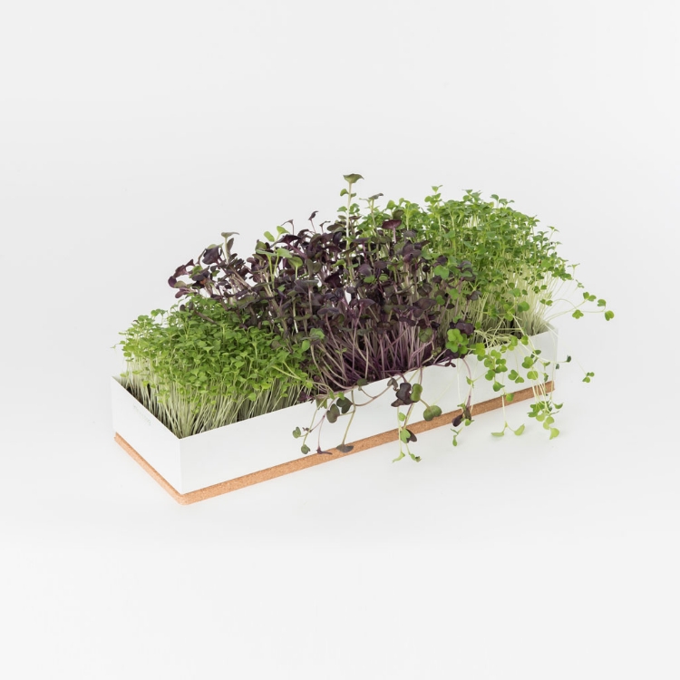 Grow microgreens of radish, broccoli and rocket