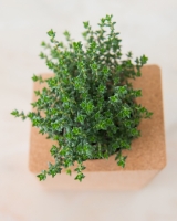 Imagem de Grow Block Hortelã e Tomilho
