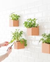 Imagem de Grow Block Hortelã e Tomilho