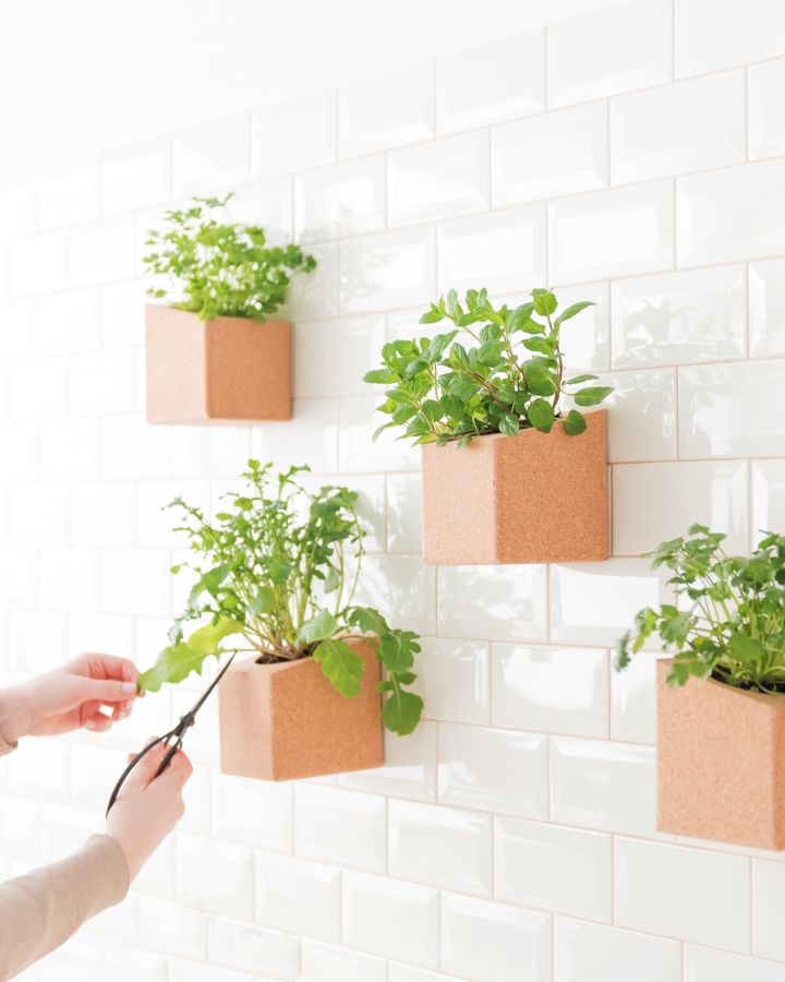 Picture of Grow Block Basil and Coriander